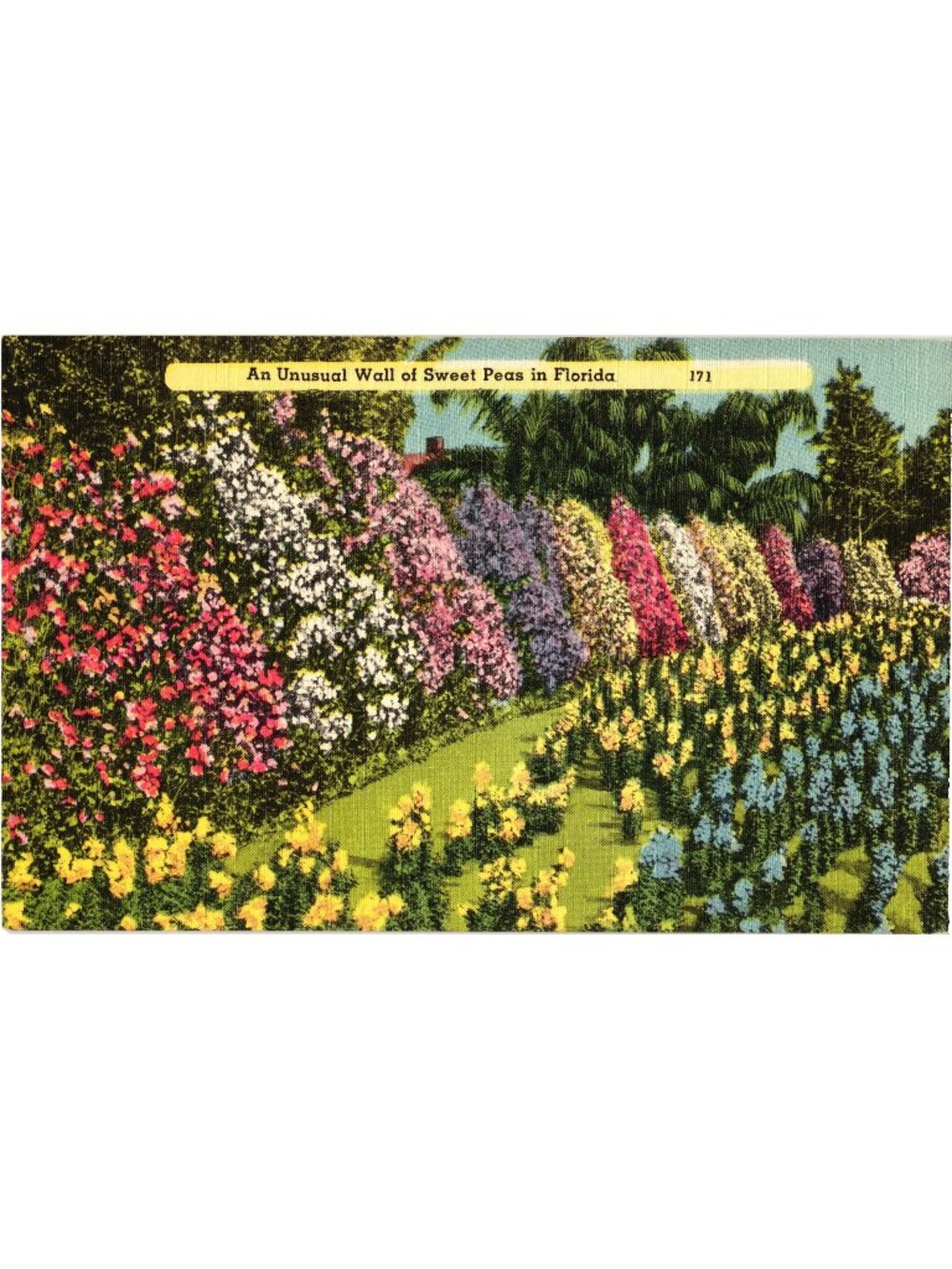 An Unusual Wall Of Sweet Peas In Florida Linen Postcard 171 Pre-Owned